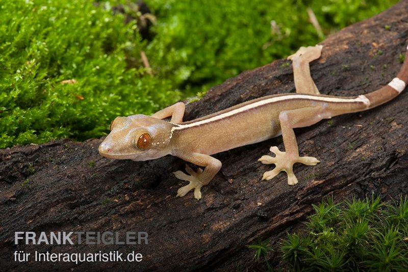 Streifengecko, Gekko vittatus