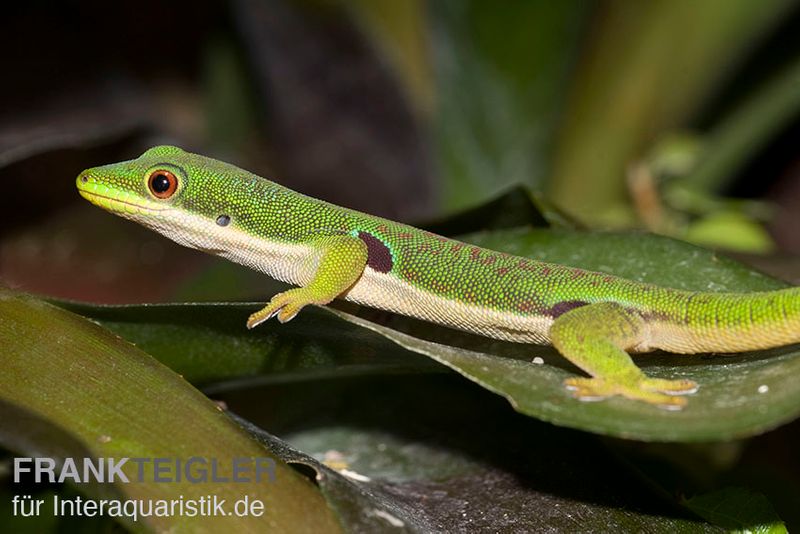 Pfauenaugentaggecko, Phelsuma quadriocellata