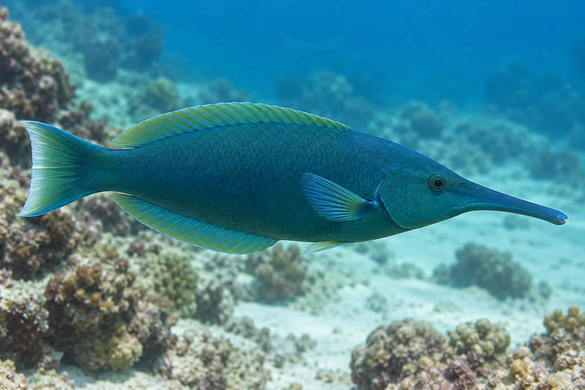 Blauer Vogellippfisch, Gomphosus caeruleus