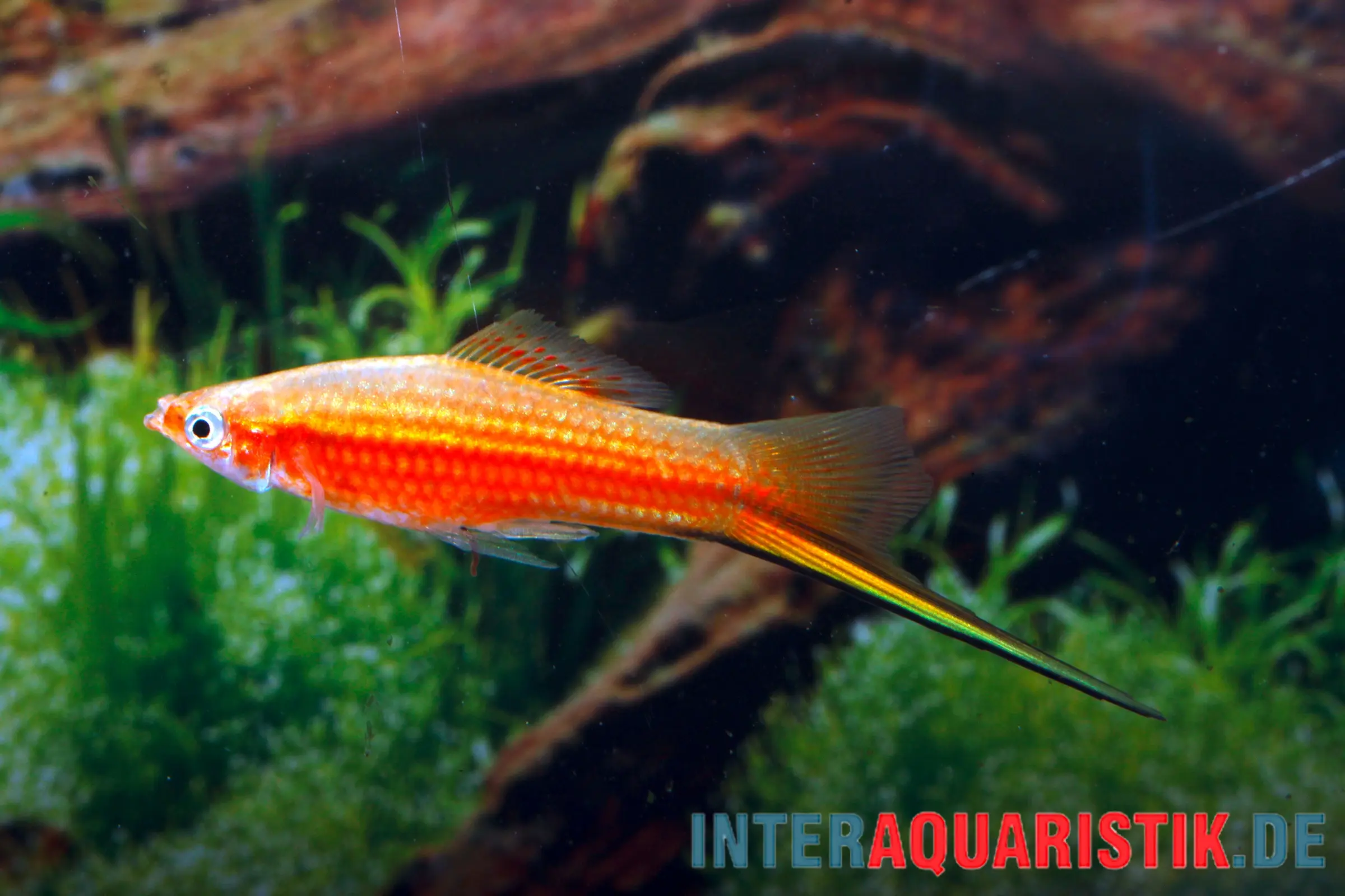 Yucatan-Schwertträger, Xiphophorus hellerii