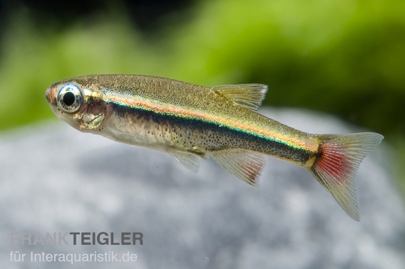 Vietnamesischer Kardinalfisch, Tanichthys micagemmae