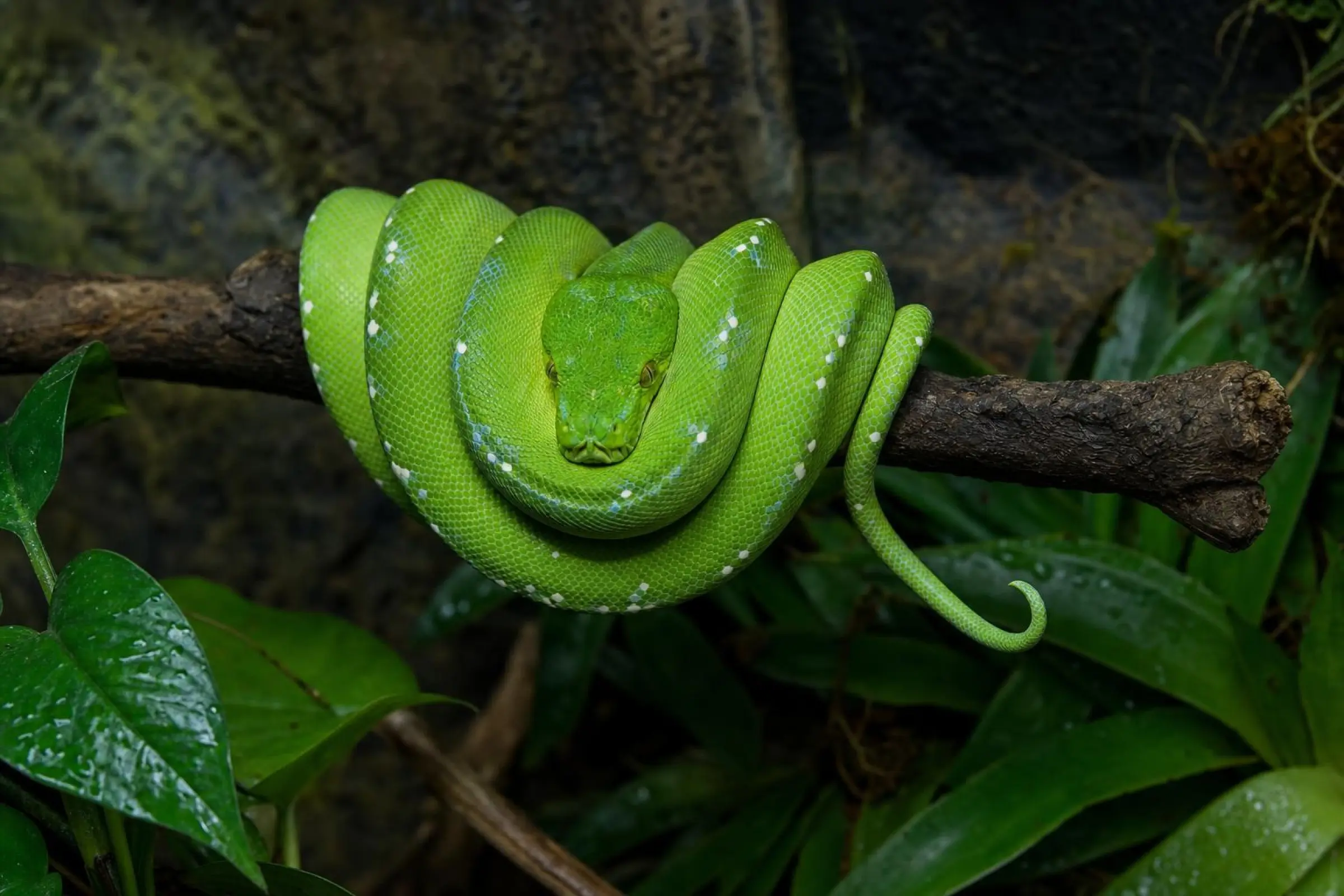 Grüner Baumpython, Morelia viridis