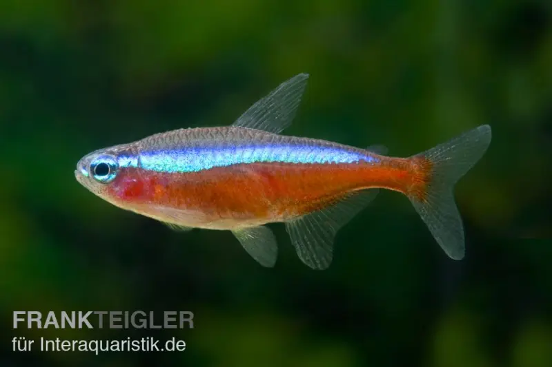 Roter Neon, Paracheirodon axelrodi (Kardinalsalmler)