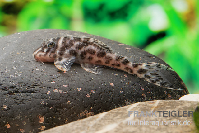 Ozelot-Harnischwels, Hypancistrus spec. L174, 3-4 cm