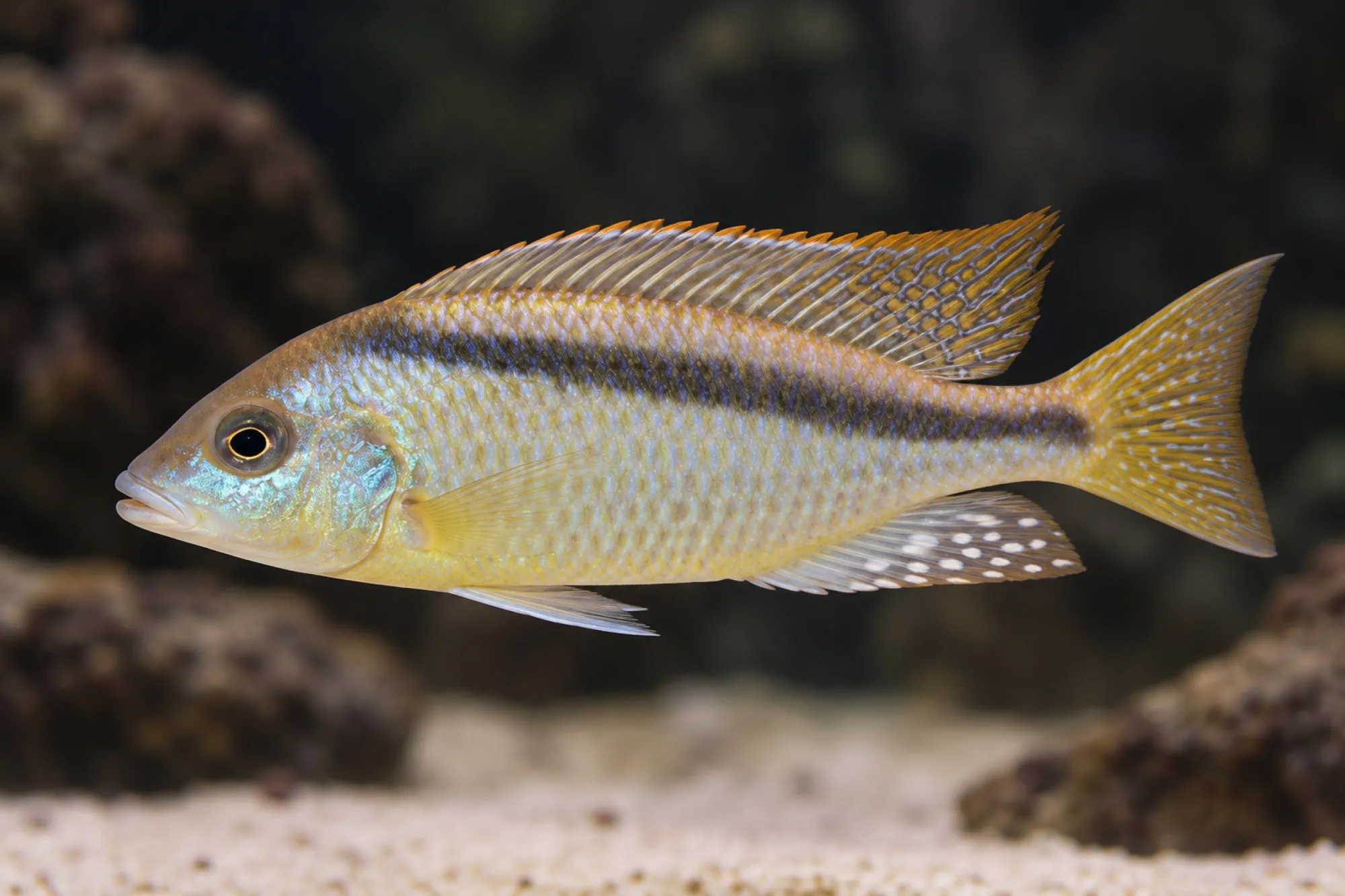 Gelb-Schwarzlinien-Maulbrüter „Yellow Black Line“, Mylochromis melanonotus