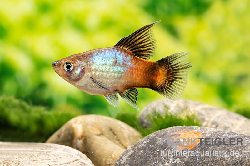 Regenbogen-Platy Hochflosse, Xiphophorus maculatus