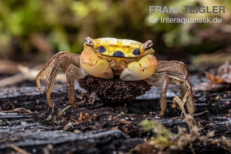 Smaragdkrabbe, Metasesarma spec. "Green Emerald" (Emerald Crab), Zufällig ausgewählt