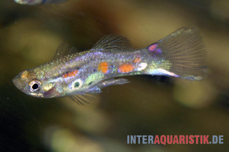 Wildguppy, Poecilia reticulata, Männchen