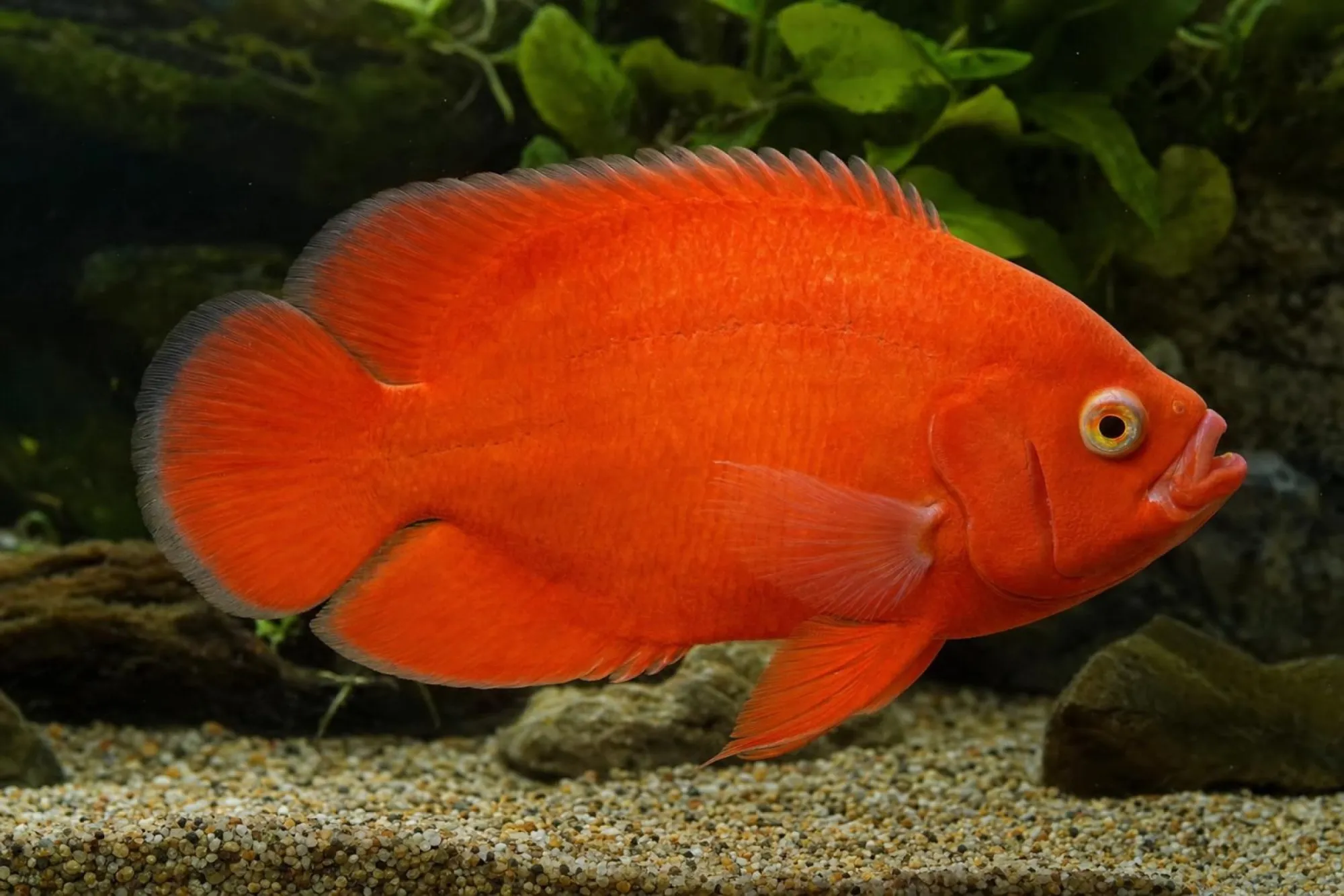 Pfauenaugenbuntbarsch „Super Red“, Astronotus ocellatus