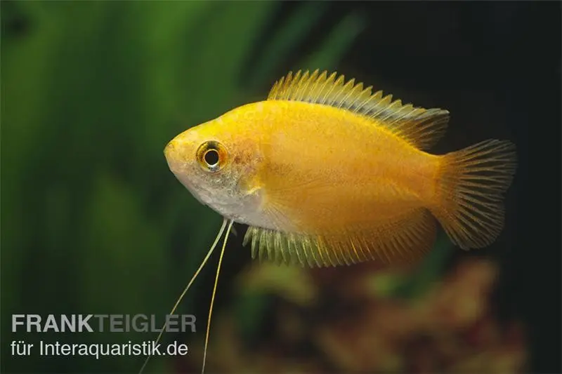 Goldener Honiggurami, Colisa chuna gold