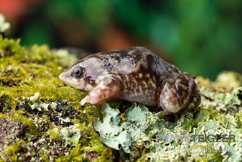 Ferkelfrosch, Hemisus marmoratus