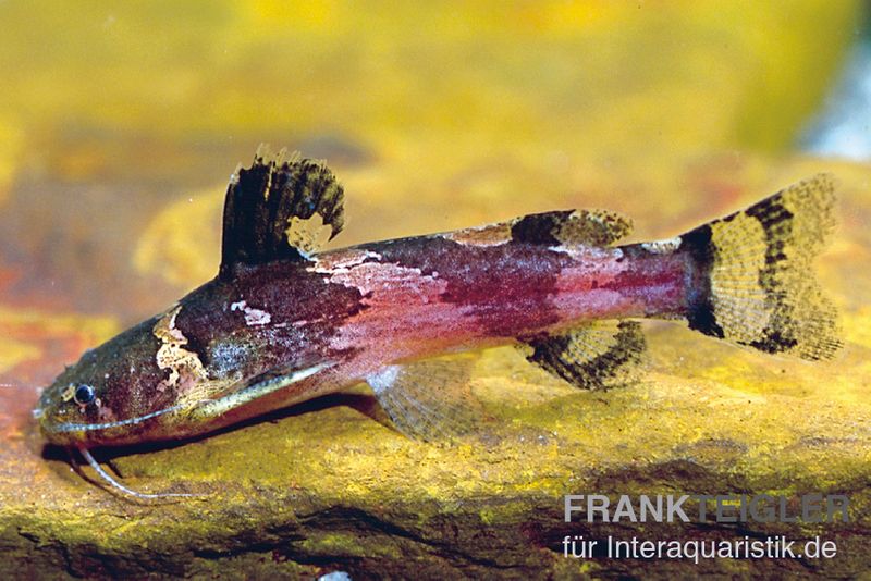 Kleiner Harlekinwels, Microglanis iheringi (Hummelwels)