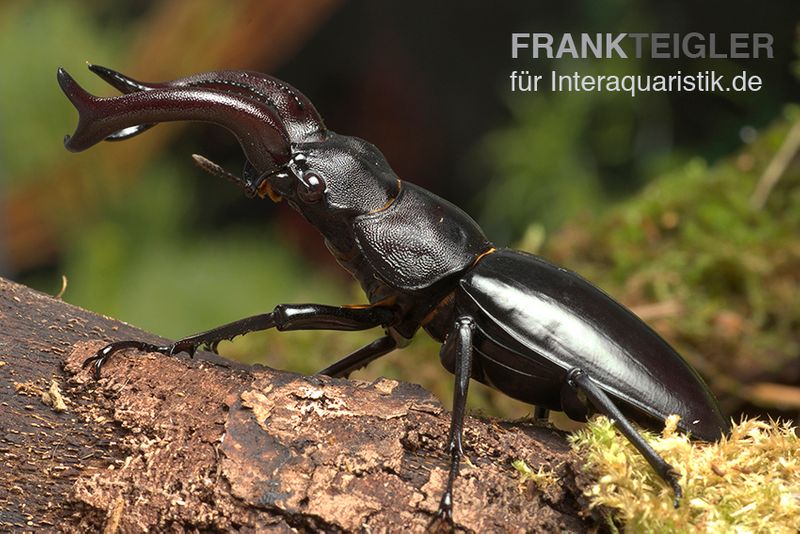 Java-Hirschkäfer, Hexarthrius buqueti, gemischt