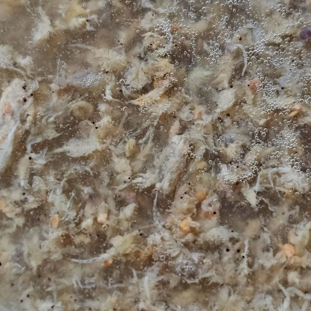 Nahaufnahme gefrorener Baby-Garnelen in Wasser mit Luftbläschen, proteinreiches Futter für Aquarienfische und Garnelen