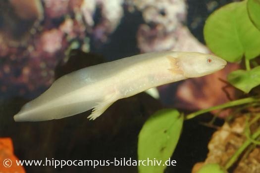 Axolotl albino, Ambystoma mexicanum