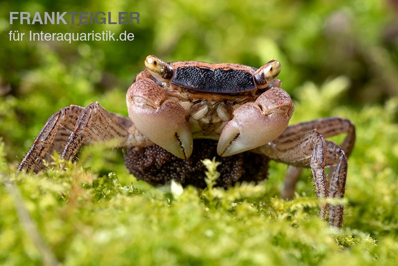 Marmorkrabbe, Metasesarma obesum (Batik Crab), Zufällig ausgewählt