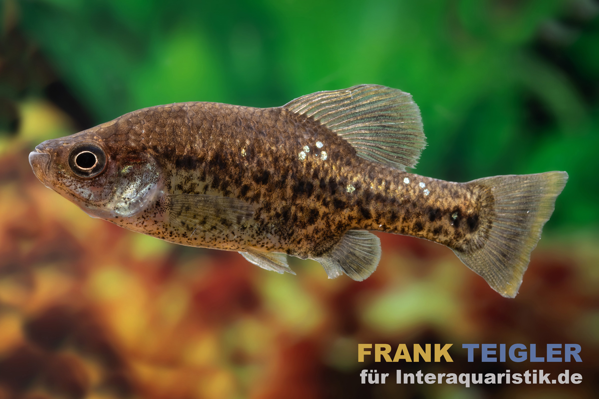 Kubakärpfling, Chapalichthys pardalis (Leopardenkärpfling)