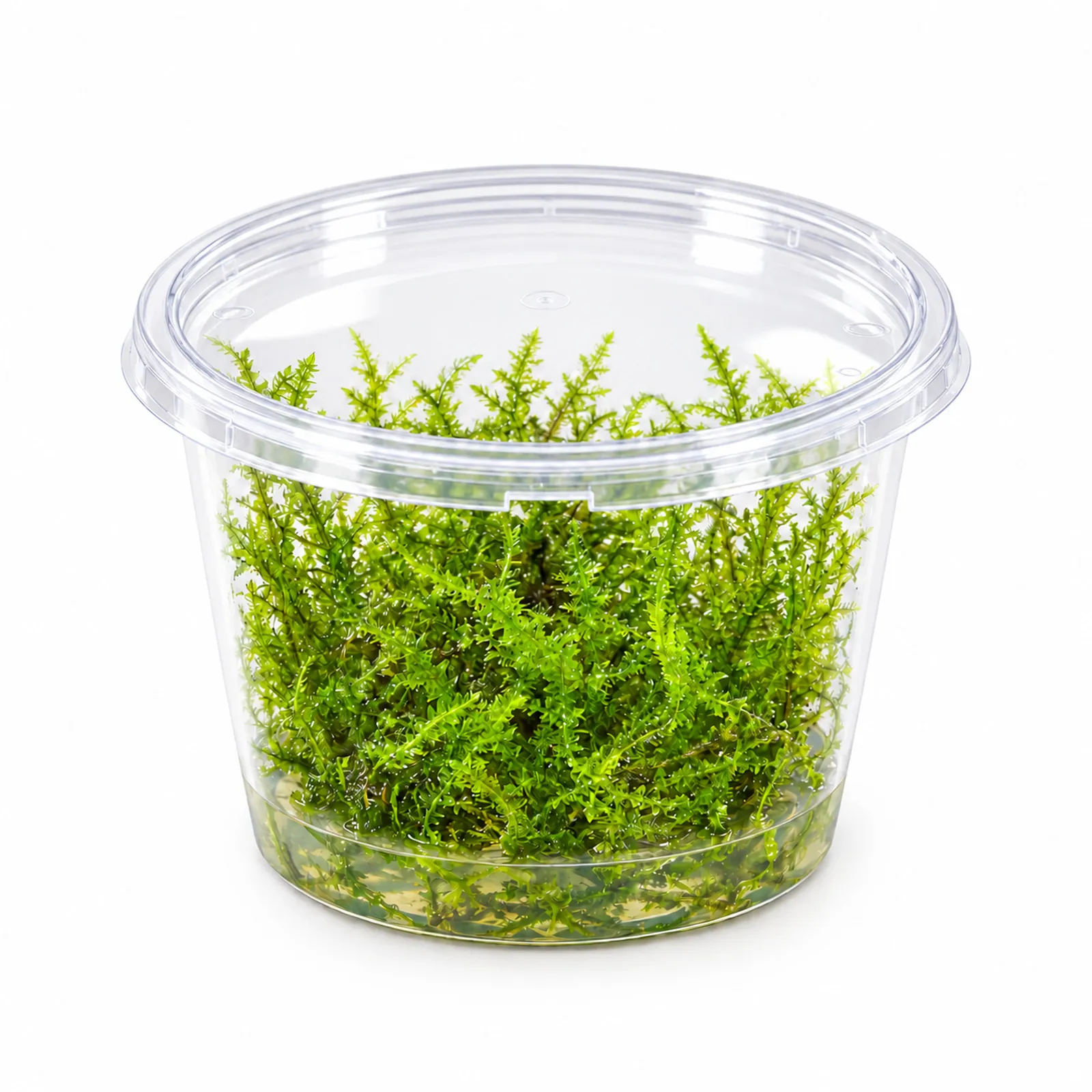 Christmas-Moos, Vesicularia montagnei, In Vitro