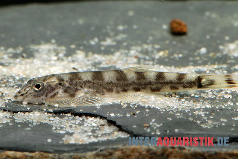 Gestreifter Borneo-Flossensauger, Hypergastromyzon humilis