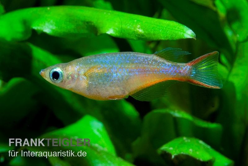 Neon-Reisfisch, Oryzias woworae