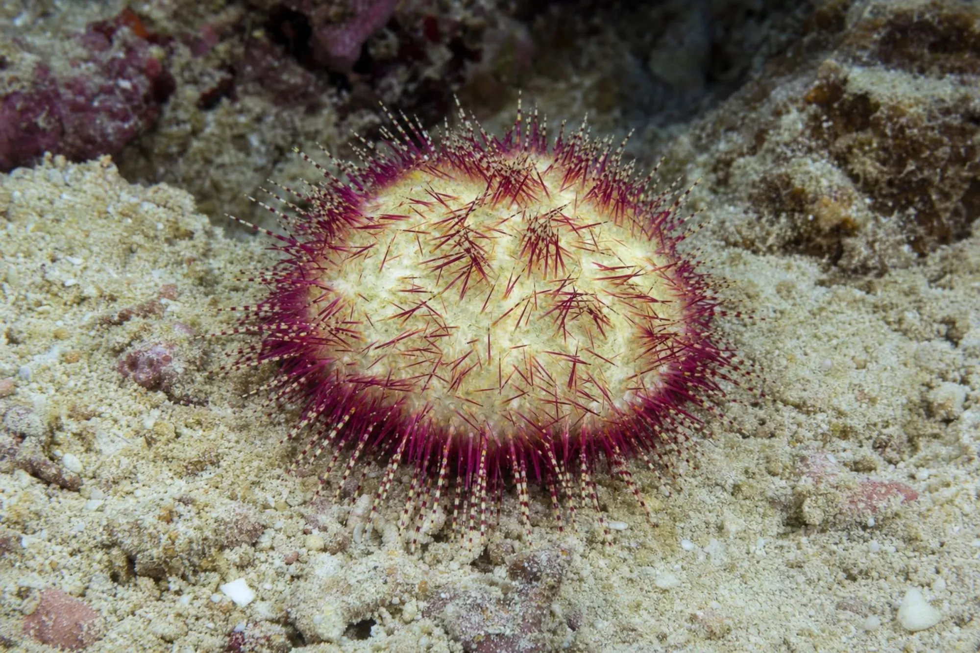 Zweifarben-Seeigel, Salmacis bicolor