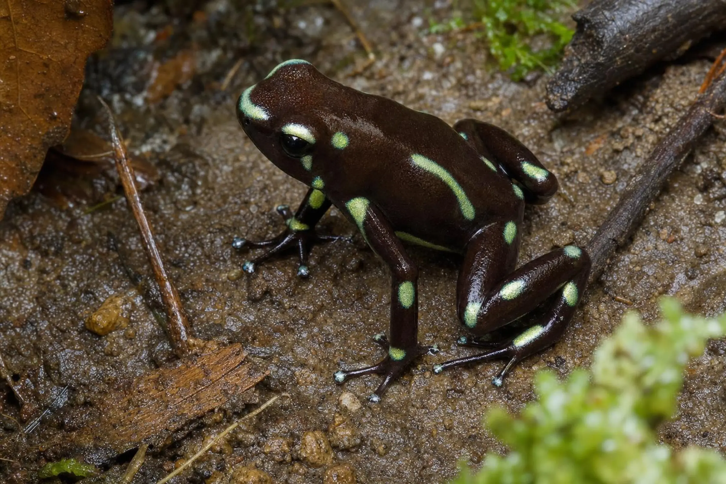 Goldbaumsteiger „Palmar Norte“, Dendrobates auratus