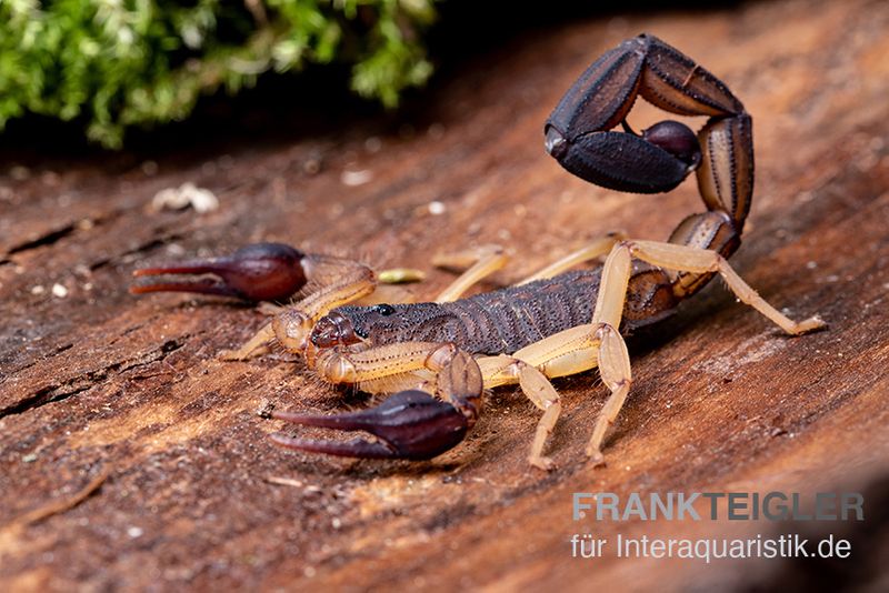 Zentralamerikanischer Bark-Skorpion, Centruroides margaritatus