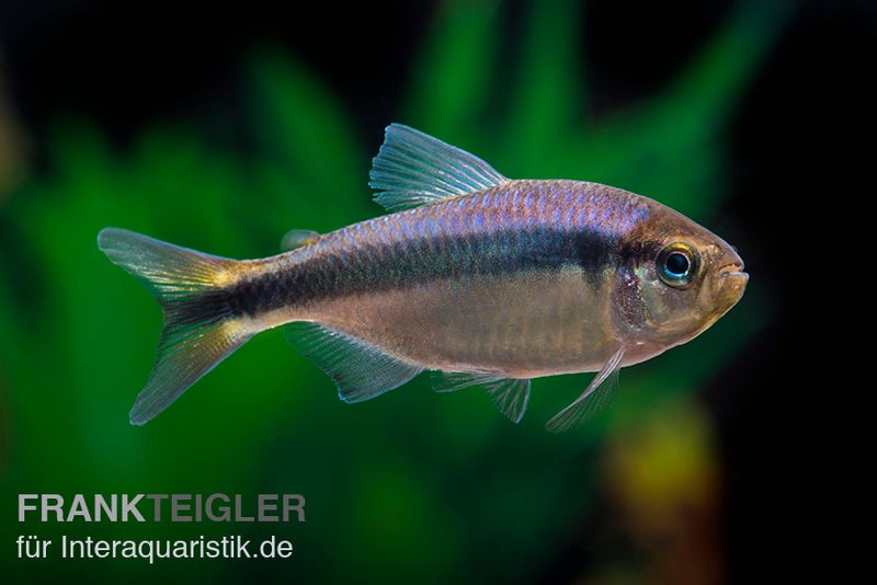 Blaubandsalmler, Hyphessobrycon sp. Blue Ribbon