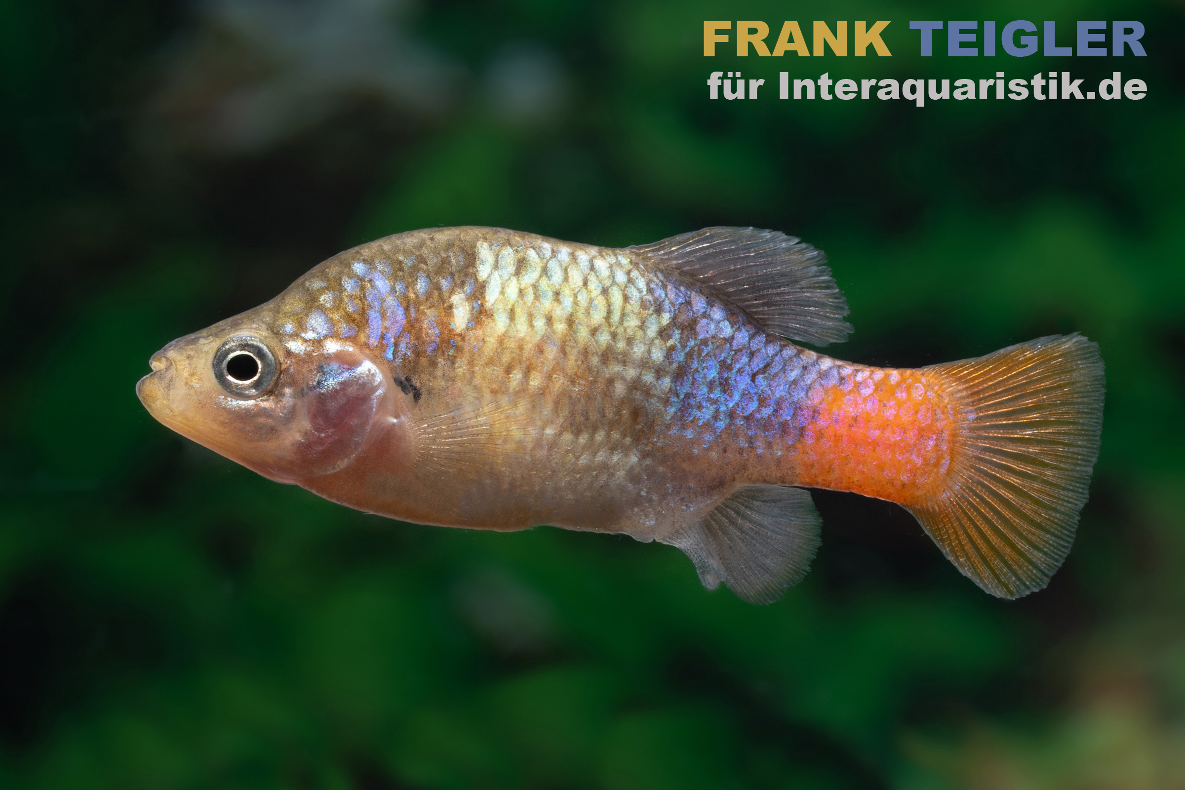 San Marcos-Prachtkärpfling, Xenotoca doadrioi