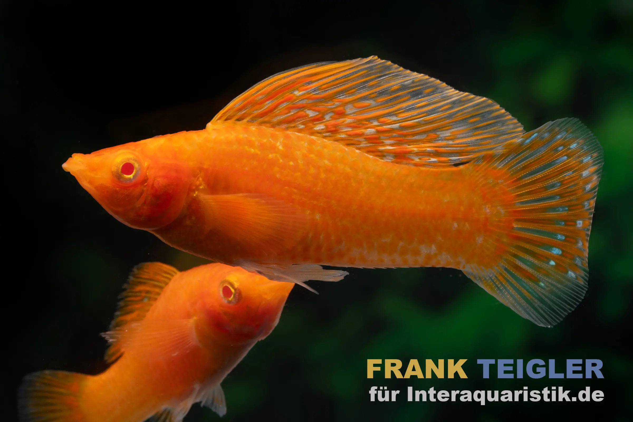 Segelkärpfling Rot, Poecilia velifera, Premium XL