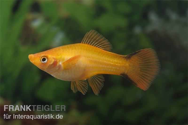 Schwertträger Komet Orange, Xiphophorus helleri, Zufällig ausgewählt