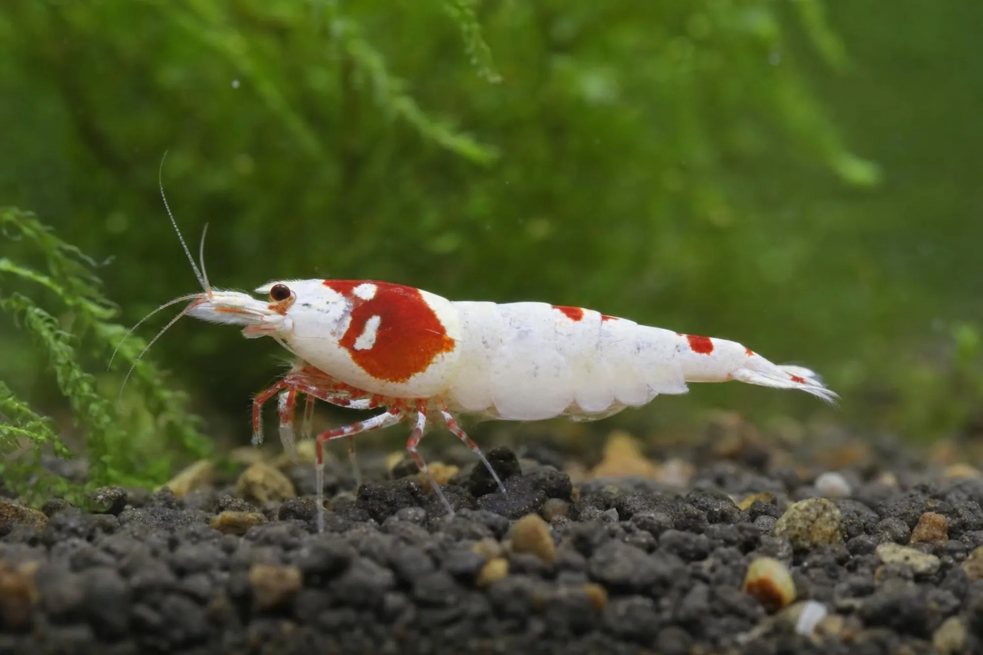 Taiwan-Bee-Garnele „Red Bolt“, Caridina logemanni