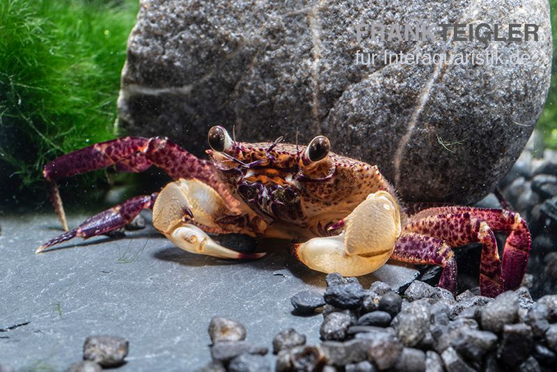 White Claw Crab, Syntripsa flavichela, Zufällig ausgewählt