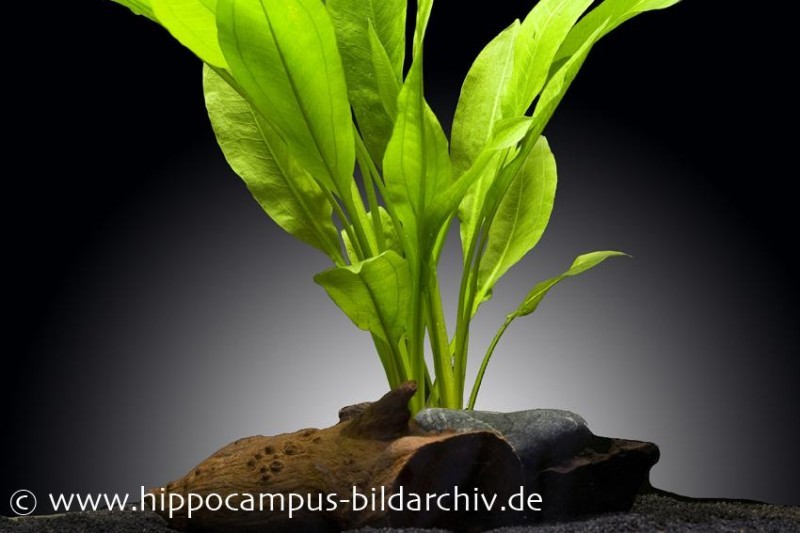 Breite Amazonaspflanze, Echinodorus bleheri, XXL-Topf Mutterpflanze