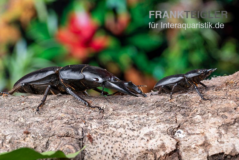 Hirschkäfer, Dorcus alcides, paarpreisx2