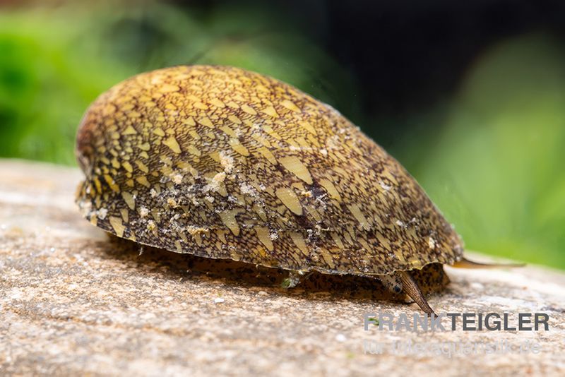 Taiwan Muschelschnecke, Septaria sp. Taiwan