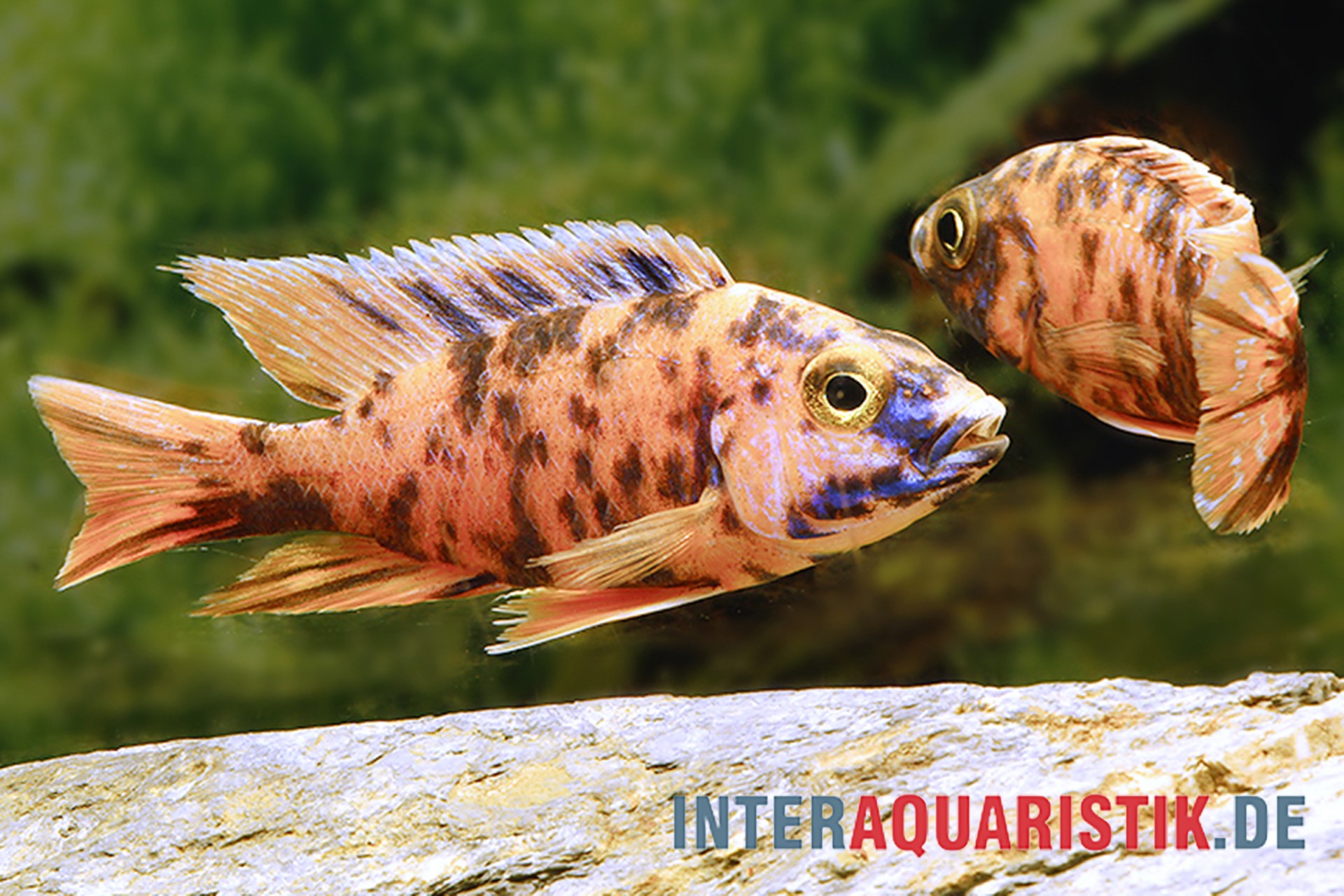 Roter Buntbarsch im Aquarium Zwei rot-blaue Buntbarsche über Stein