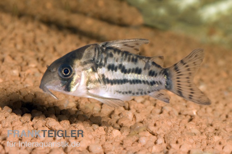 Schwartz' Bänderpanzerwels, Corydoras schwartzii