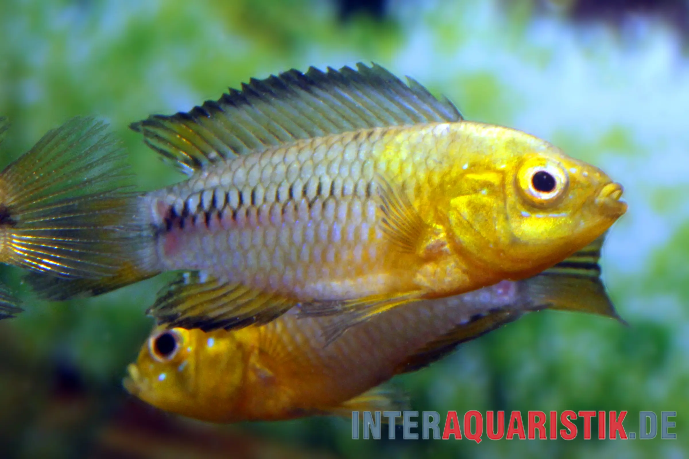 Nahaufnahme zweier gelber Zwergbuntbarsche (Apistogramma borelli) im Aquarium; Abgabe paarweise, bis 6 cm, geeignet für Gesellschaftsaquarium mit dichter Bepflanzung, Herkunft Südamerika