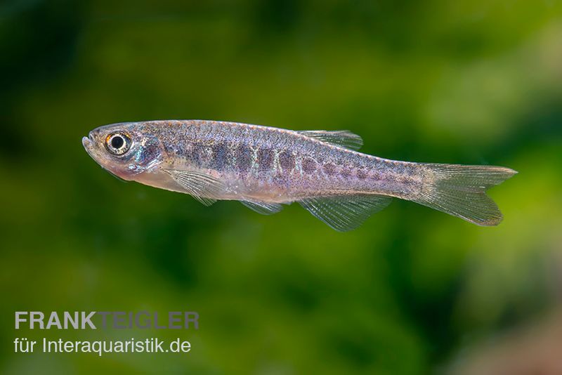 Schlangenhaut-Zwergbärbling, Danio aesculapii