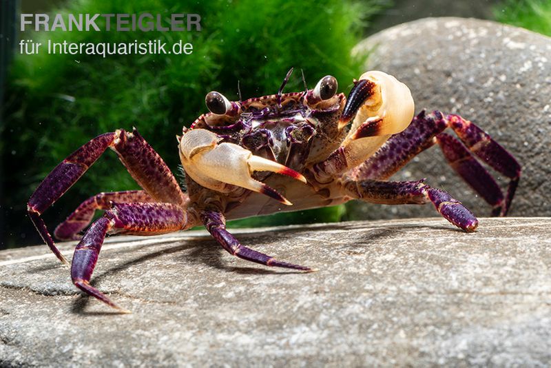 White Claw Crab, Syntripsa flavichela, Zufällig ausgewählt