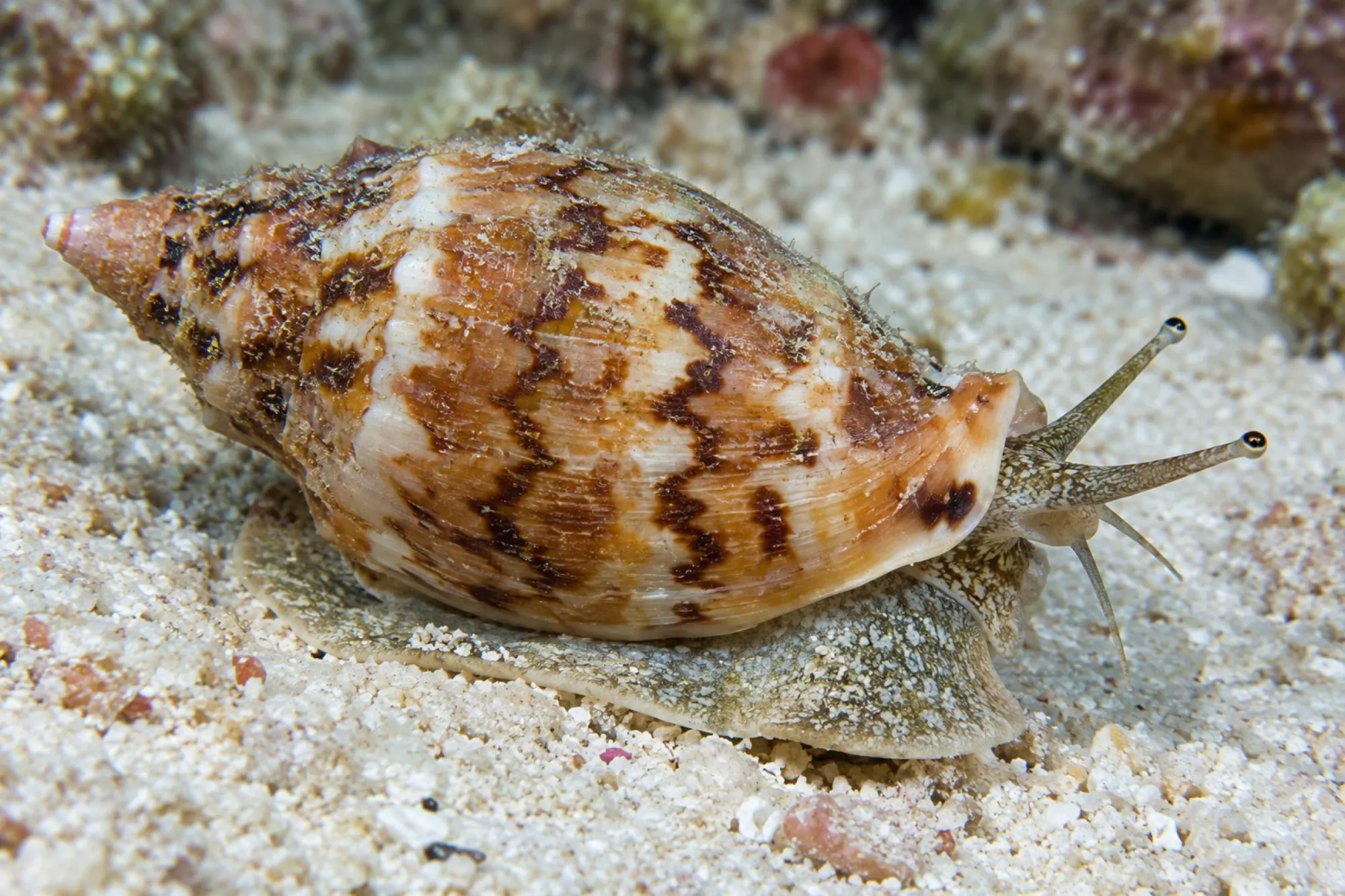 Veränderliche Flügelschnecke, Canarium mutabile