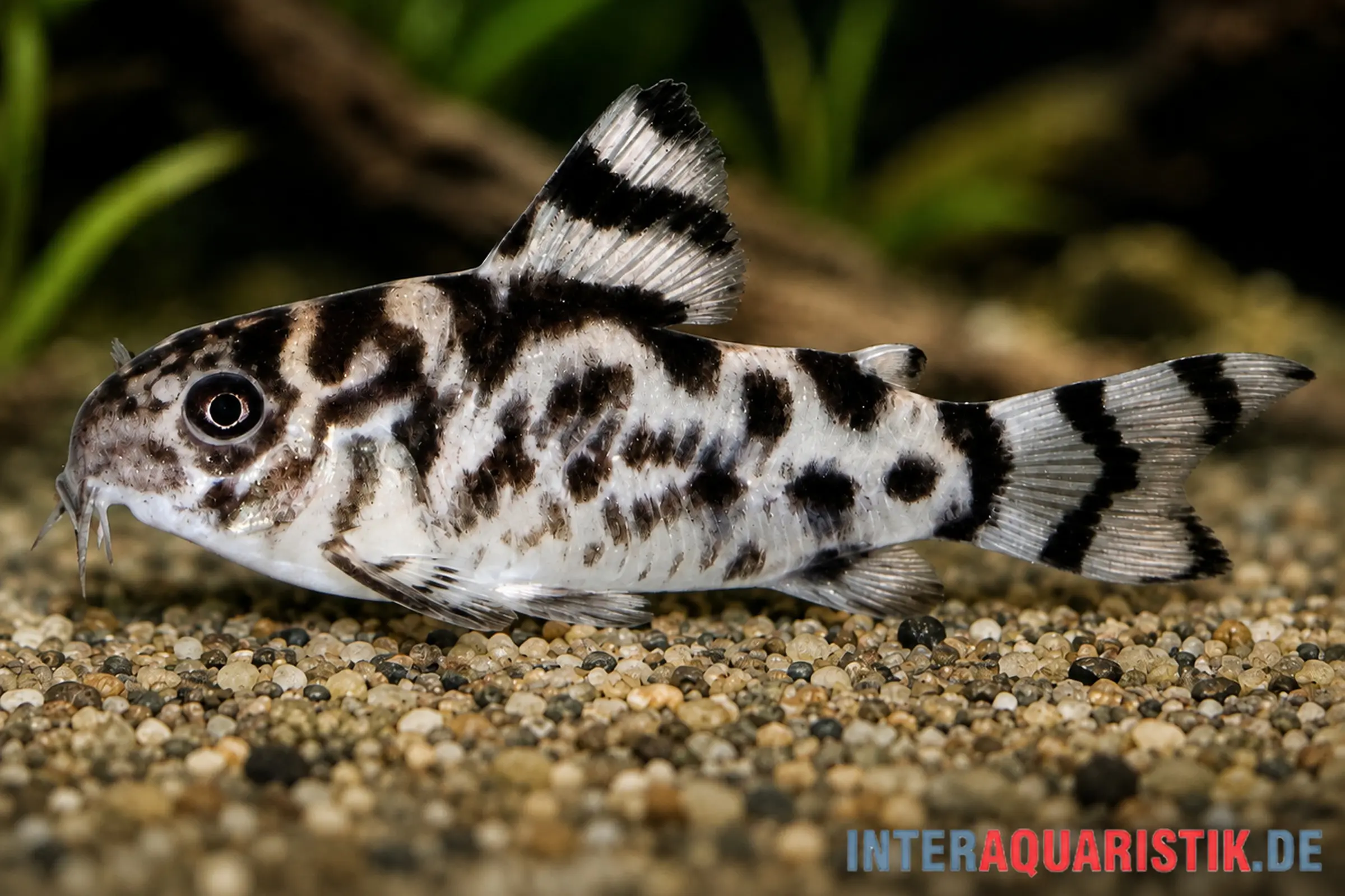 Vulcan-Panzerwels (Hoplisoma sp. CW111) seitliche Nahaufnahme, schwarz-weiße Streifenzeichnung, feiner Sandboden – typischer friedlicher Bodenfisch für weiches Wasser