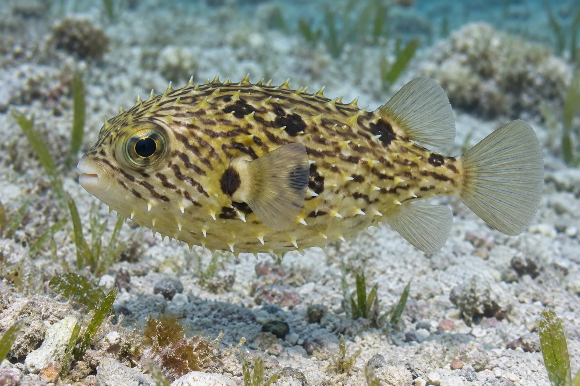 Stachliger Igelfisch, Chilomycterus schoepfii
