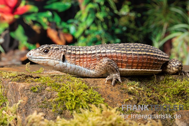 Braune Schildechse, Gerrhosaurus major