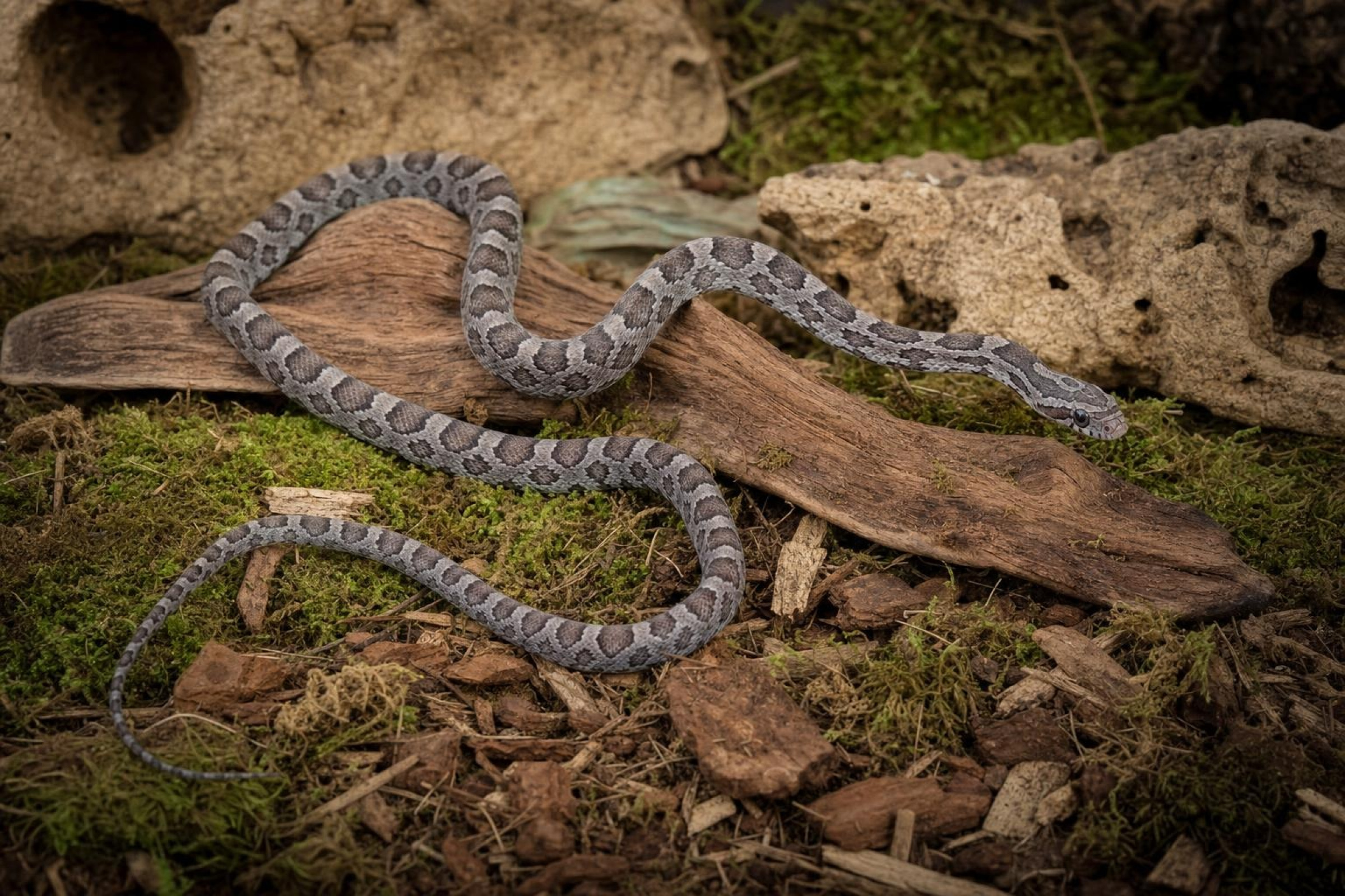 Ultramel-Charcoal-Kornnatter, Pantherophis guttatus