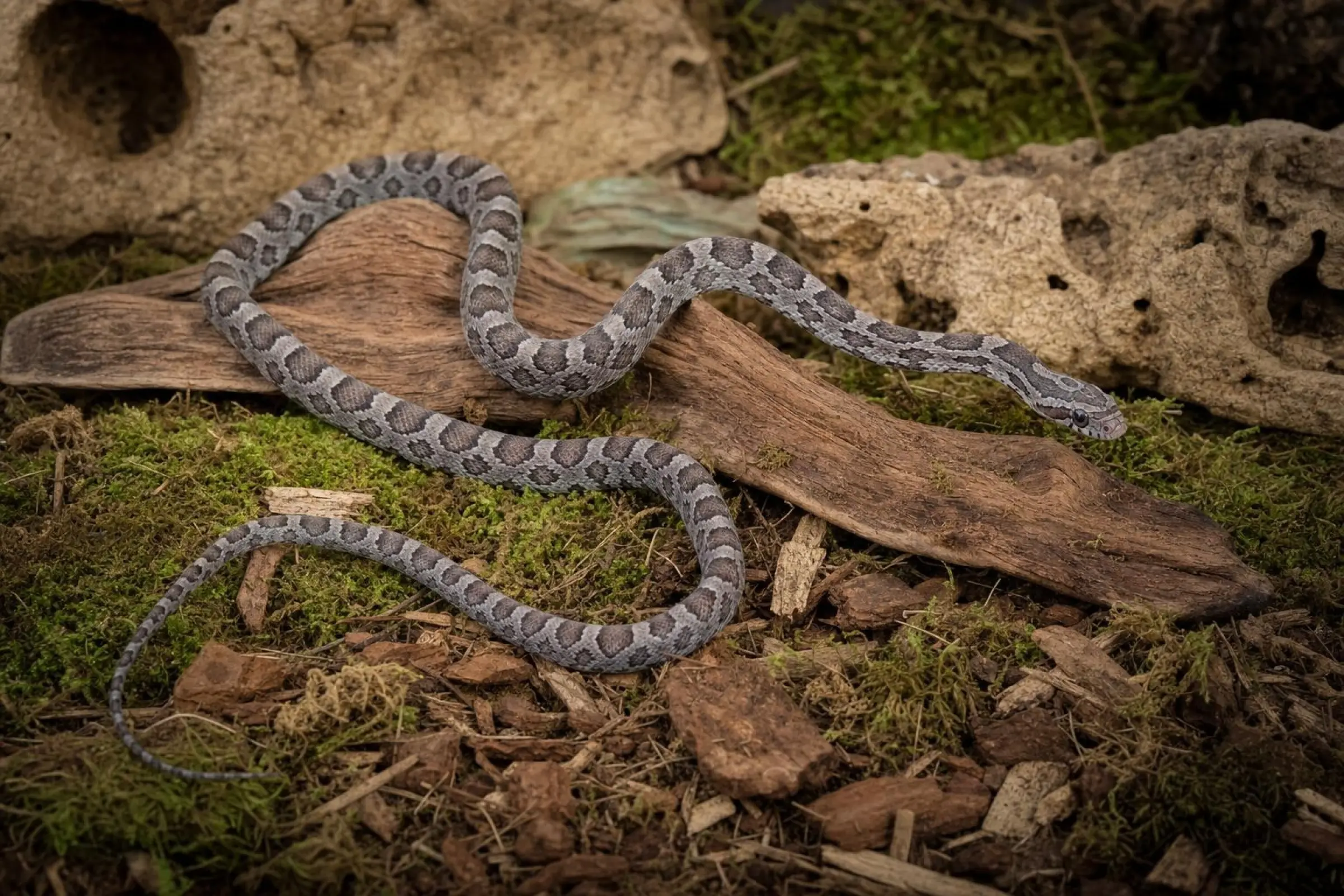 Ultramel-Charcoal-Kornnatter, Pantherophis guttatus
