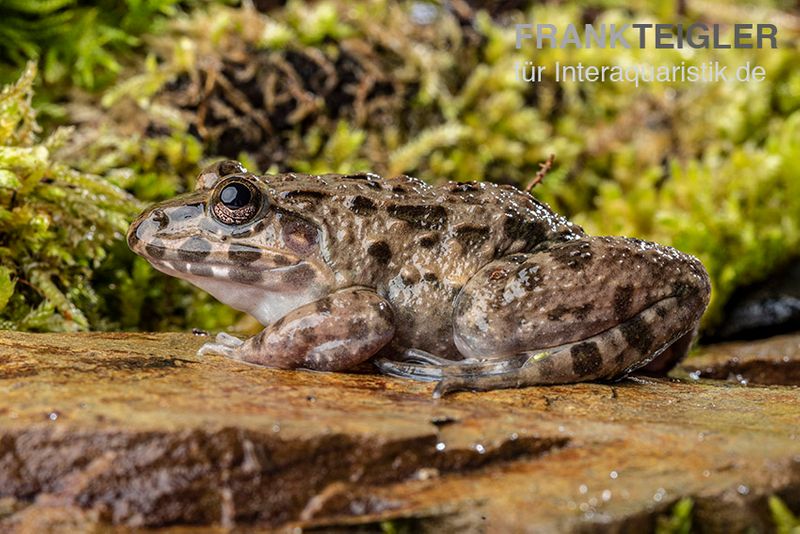 Südostasiatischer Reisfrosch, Fejervarya limnocharis