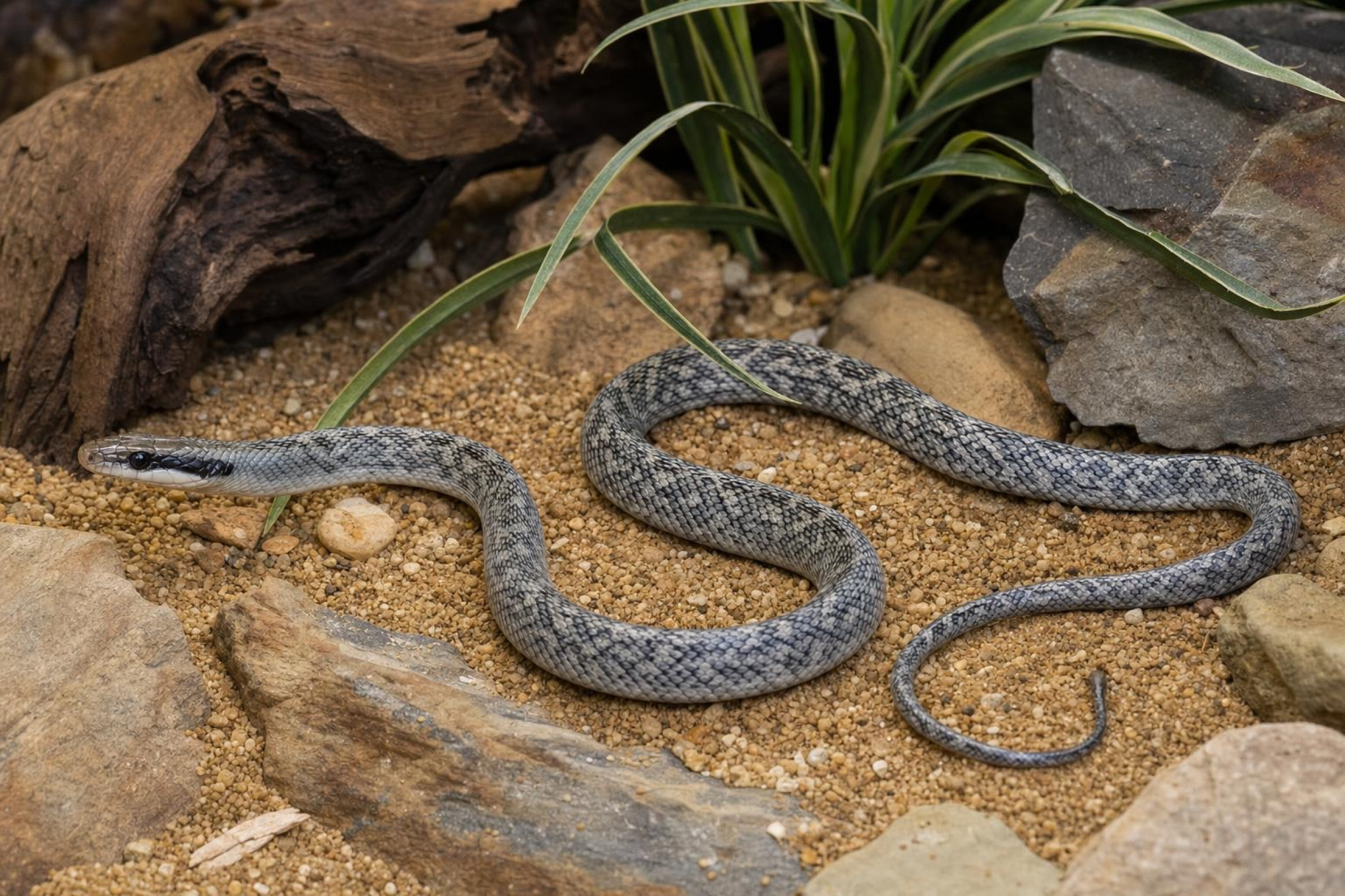Vietnamesische Blaue Schönnatter, Orthriophis t. callicyanous