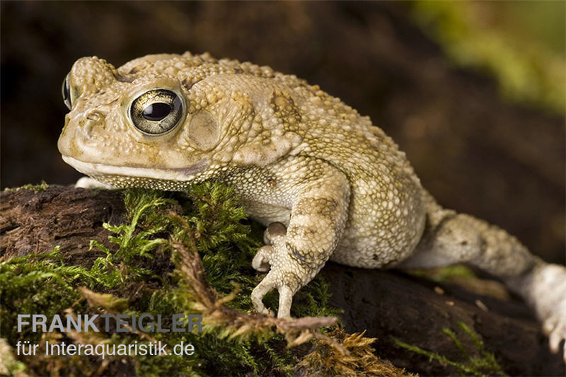 Pantherkröte, Bufo regularis